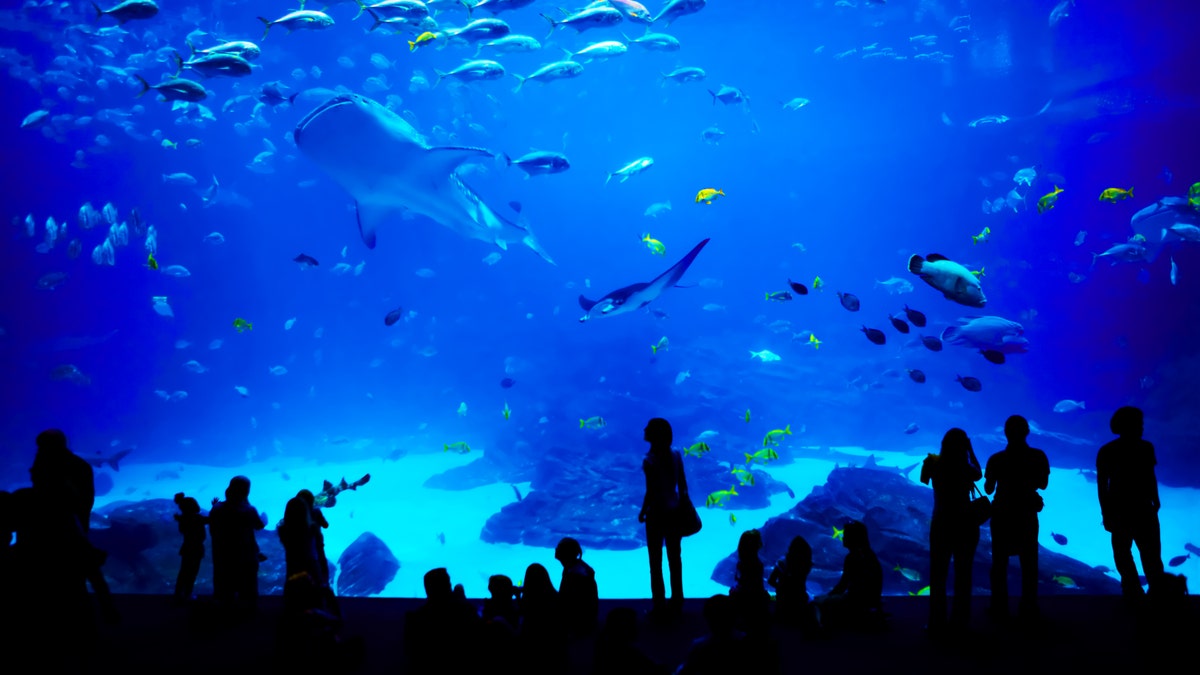 aquarium in Atlanta, Georga