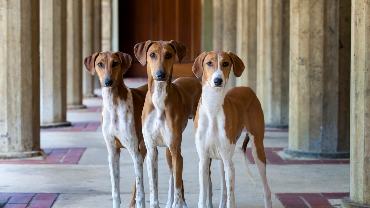 Pictured are three young Azawakh dogs. The breed will compete for the first time ever at theWestminster Kennel Club Dog Show in New York City this year.
