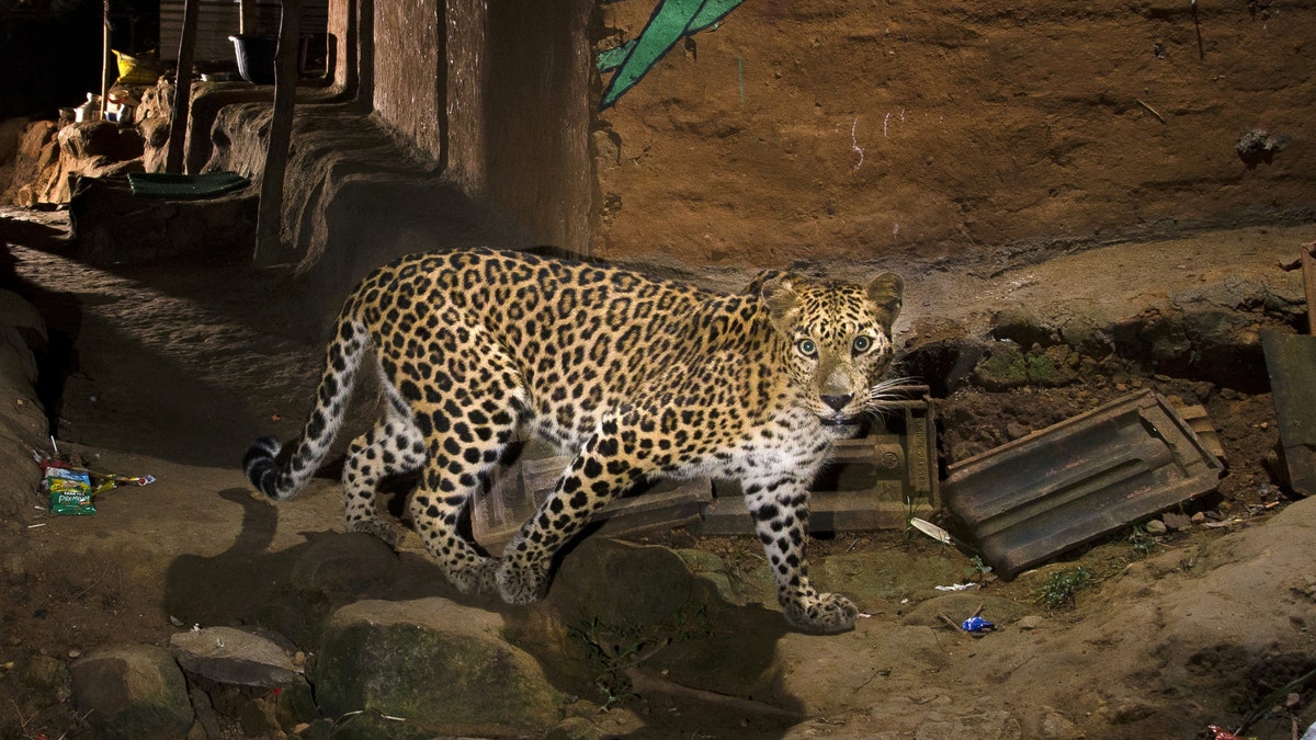 This amazing picture of a leopard was captured by a photographer on the edge of Mumbai, India.