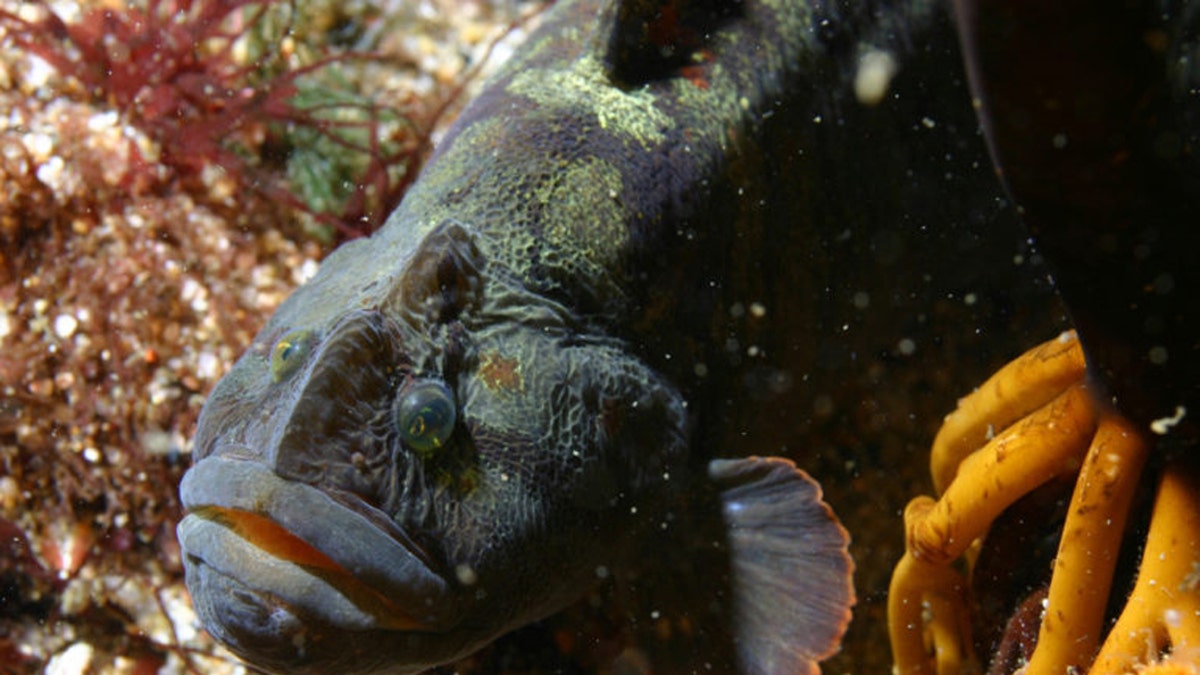 The Cebidichthys violaceus, known as the monkeyface prickleback, grows to as much as three feet long and six pounds in weight. (Credit: NOAA/MBARI / Public domain)