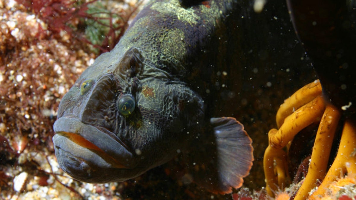 The Cebidichthys violaceus, known as the monkeyface prickleback, grows to as much as three feet long and six pounds in weight. (Credit: NOAA/MBARI / Public domain)