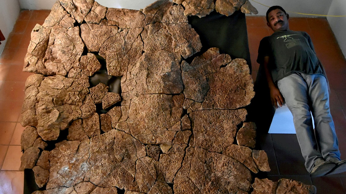 Venezuelan Palaeontologist Rodolfo Sánchez lies nest to a male carapace of the giant turtle Stupendemys geographicus, from Urumaco, Venezuela, found in 8 million years old deposits. (Credit: SWNS)