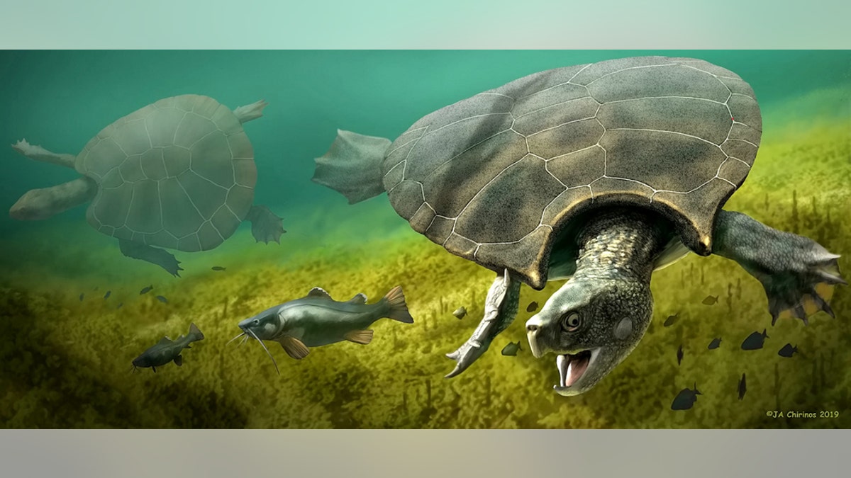 This is a graphic reconstruction of the giant turtle Stupendemys geographicus: male (front) and female individual (left) swimming in freshwater. The biggest turtle ever to have lived weighing more than a ton with an eight-foot long shell roamed modern-day Colombia 10 million years ago. (Credit: SWNS)