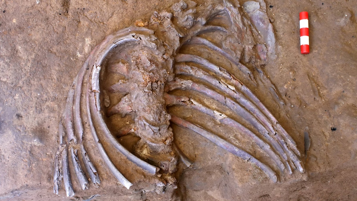 Ribs and spine of the Neanderthal emerging from the sediment in Shanidar Cave. (Credit: SWNS)