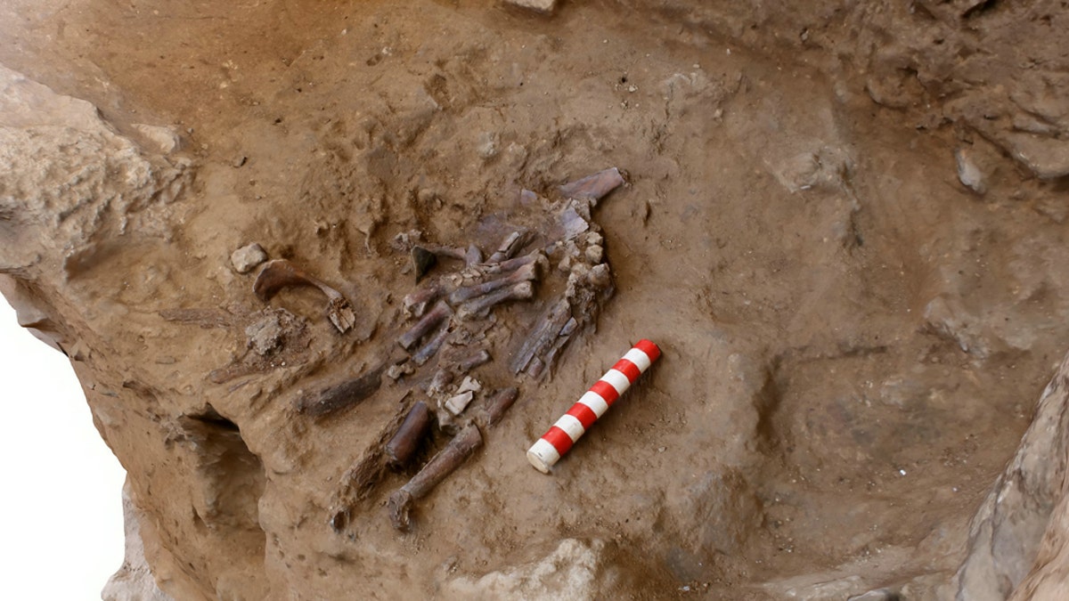 The bones of the Neanderthal’s left arm and ribs in situ in Shanidar Cave. (Credit: SWNS)