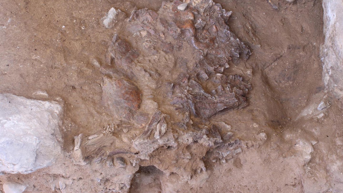 The Neanderthal skull, flattened by thousands of years of sediment and rock fall, in situ in Shanidar Cave, Iraqi Kurdistan. (Credit: Graeme Barker)