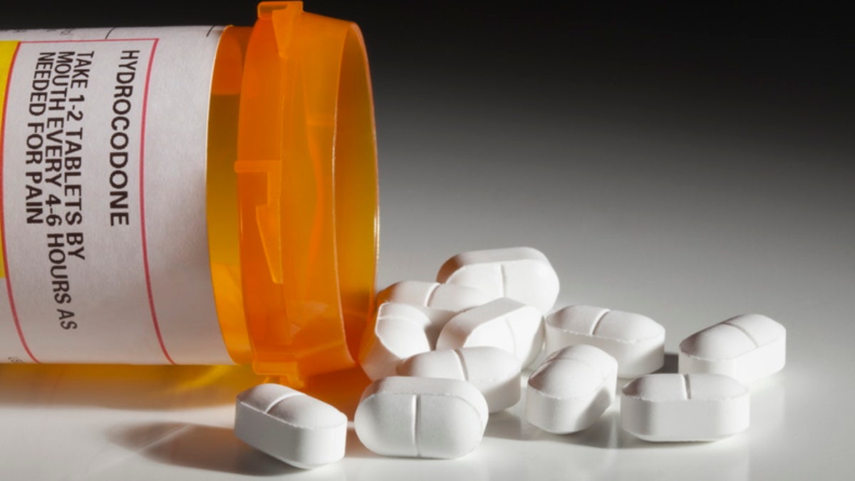 A bottle with a hydrocodone (the generic name for drug sold under other names by various pharmaceutical companies) label and hydrocodone tablets spilling out isolated on white background. Hydrocodone is a popular prescription semi-synthetic opioid that is used to treat moderate to severe pain. Hydrocodone is said to be one of the most common recreational prescription drugs in America.