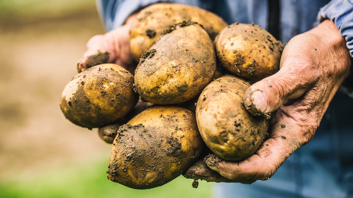 Old hand of farmer holding fresh organic potatoes.