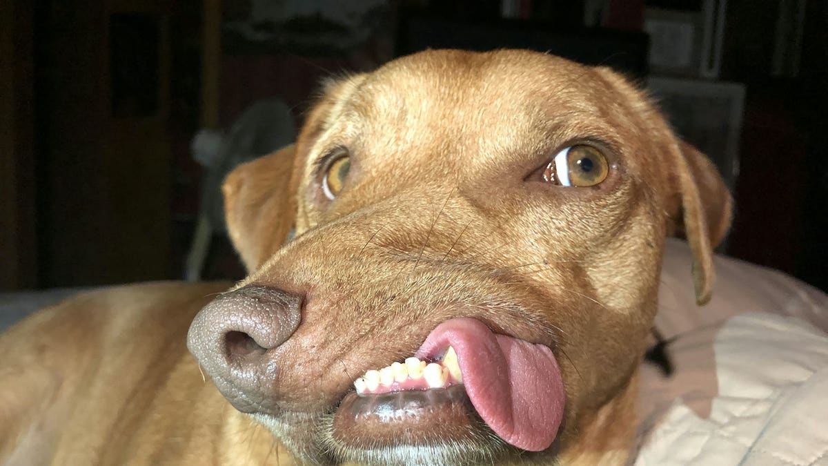 Picasso's condition has disfigured his face with his nose pushed to the right and his overbite pushed to the left - but he can still eat, bark and play like any other pooch.