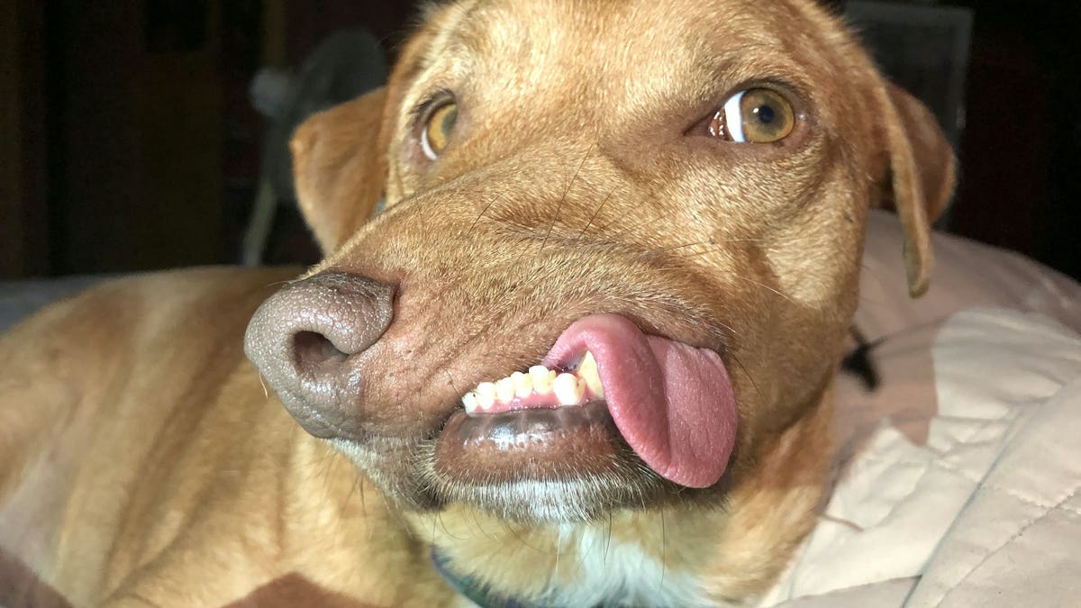 Picasso's condition has disfigured his face with his nose pushed to the right and his overbite pushed to the left - but he can still eat, bark and play like any other pooch.