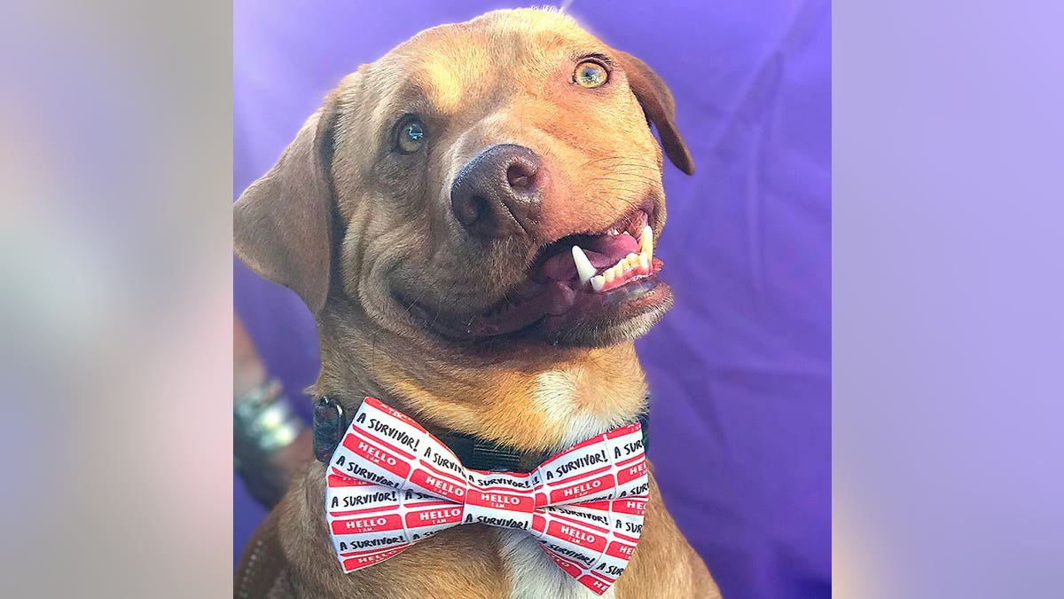 Picasso is pit-bull, chihuahua and pomeranian mix and was born with "wry mouth" - an upper jaw deformity.