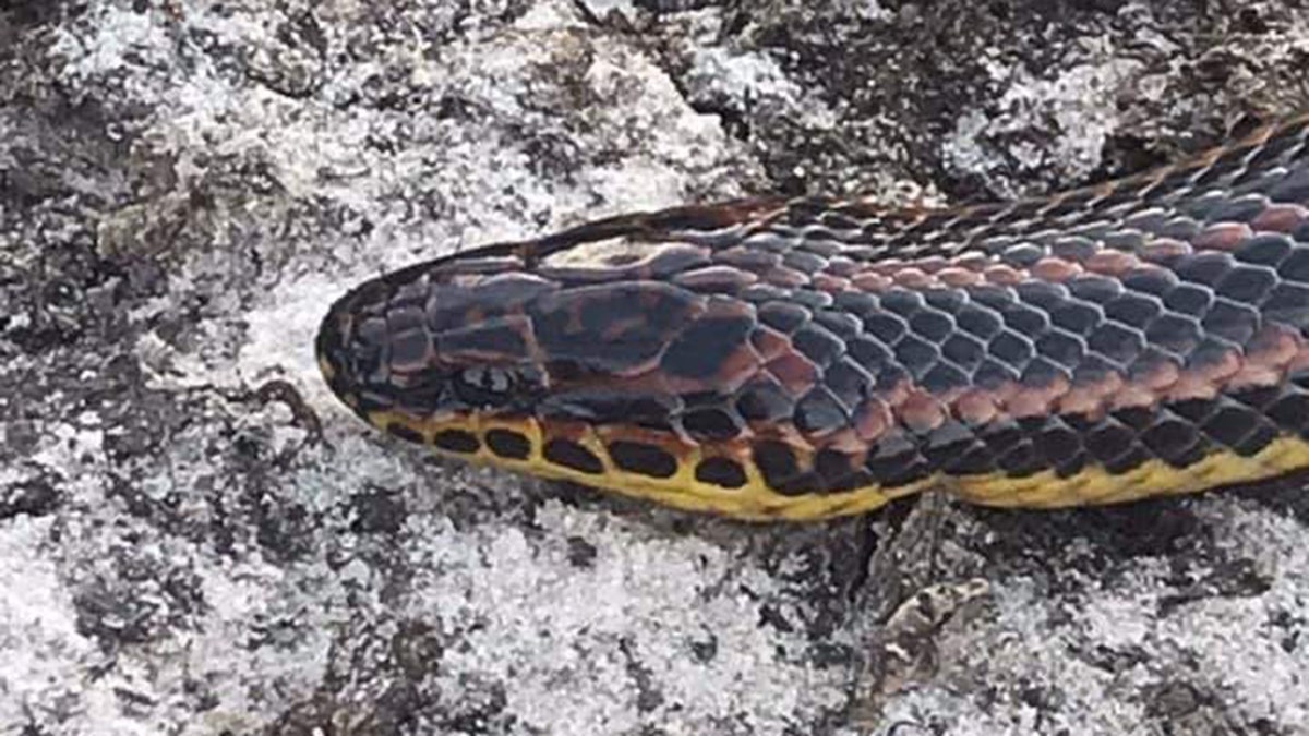 Rainbow snakes are known as much for their coloring as they mysterious habits.