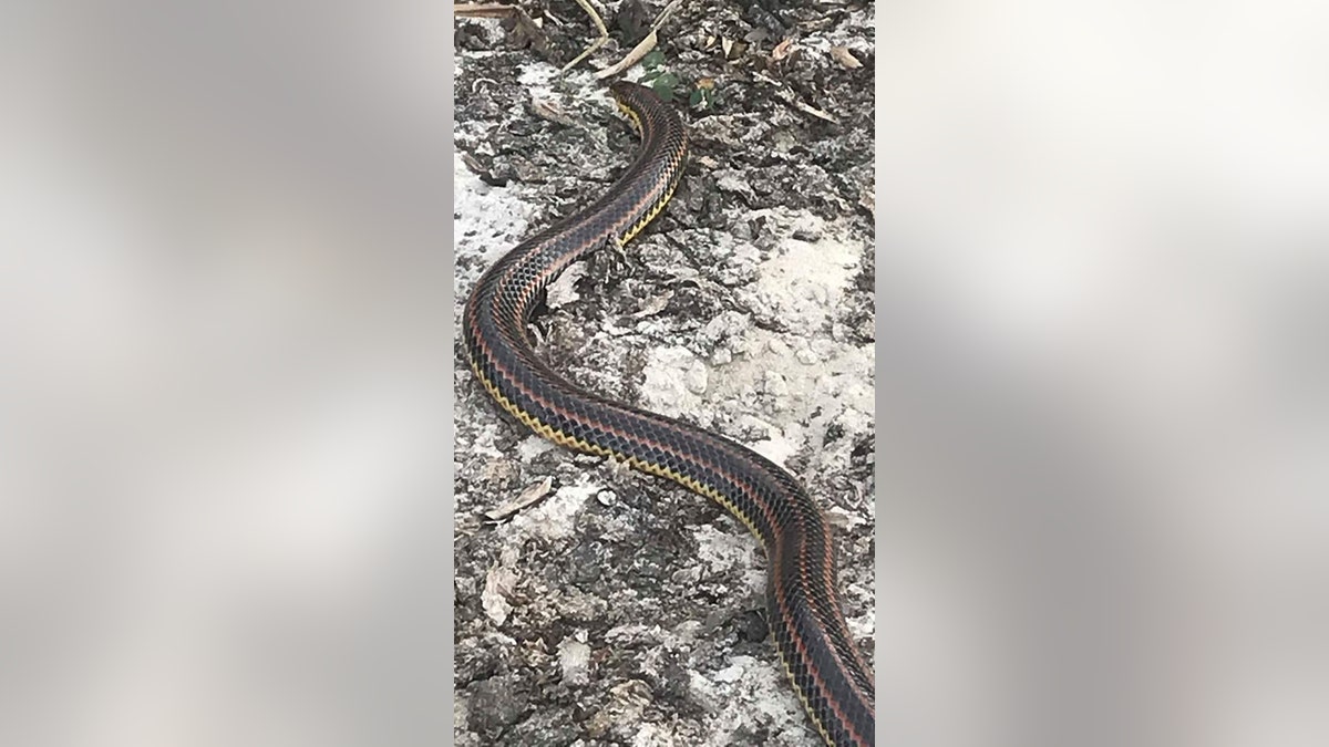 The snakes usually go unseen because they hide under floating vegetation or burrow underground near the shore.