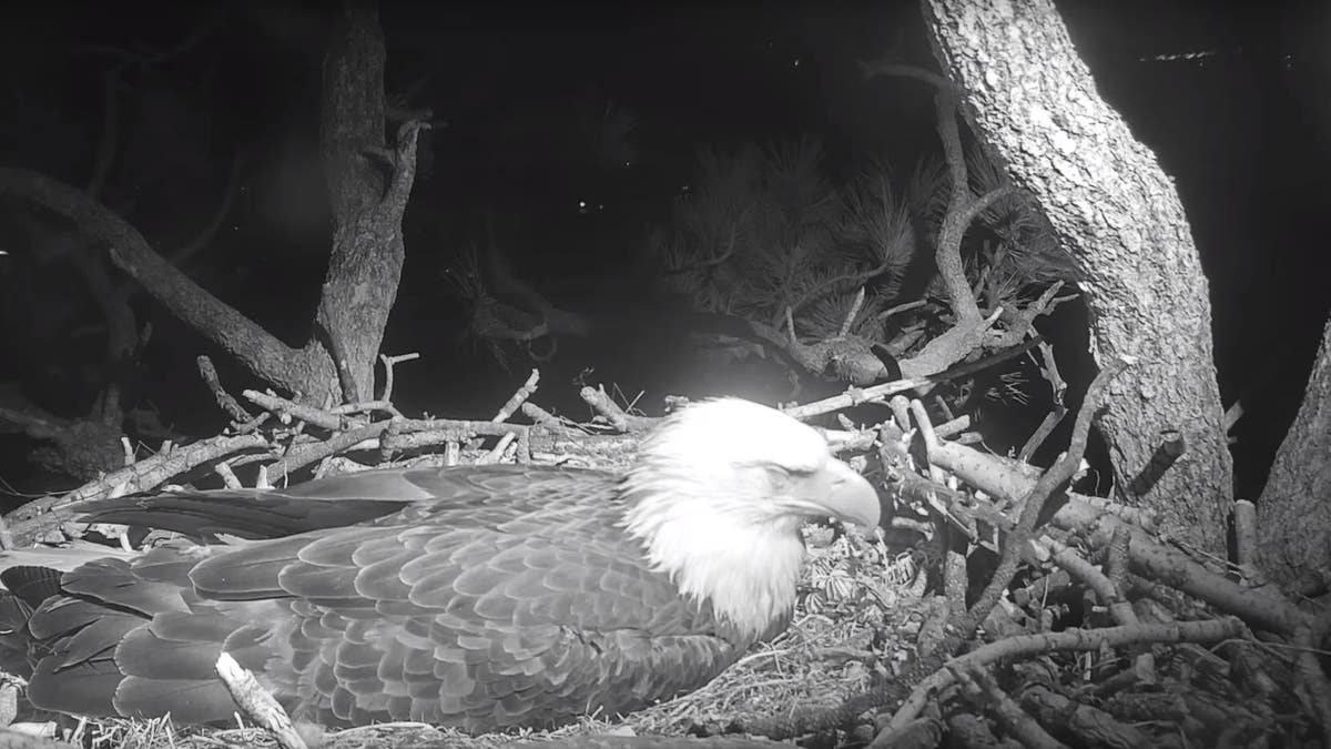 A Livestream taken of the birds on Sunday night showed Jackie still patiently resting on her eggs.