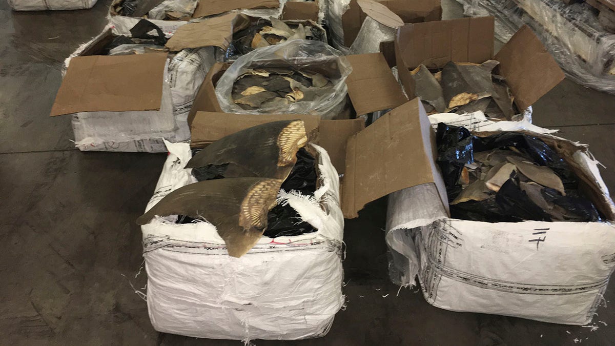 Lawmakers in Florida have moved to outlaw the sale and possession of shark fins, which is already banned in 12 U.S. states.