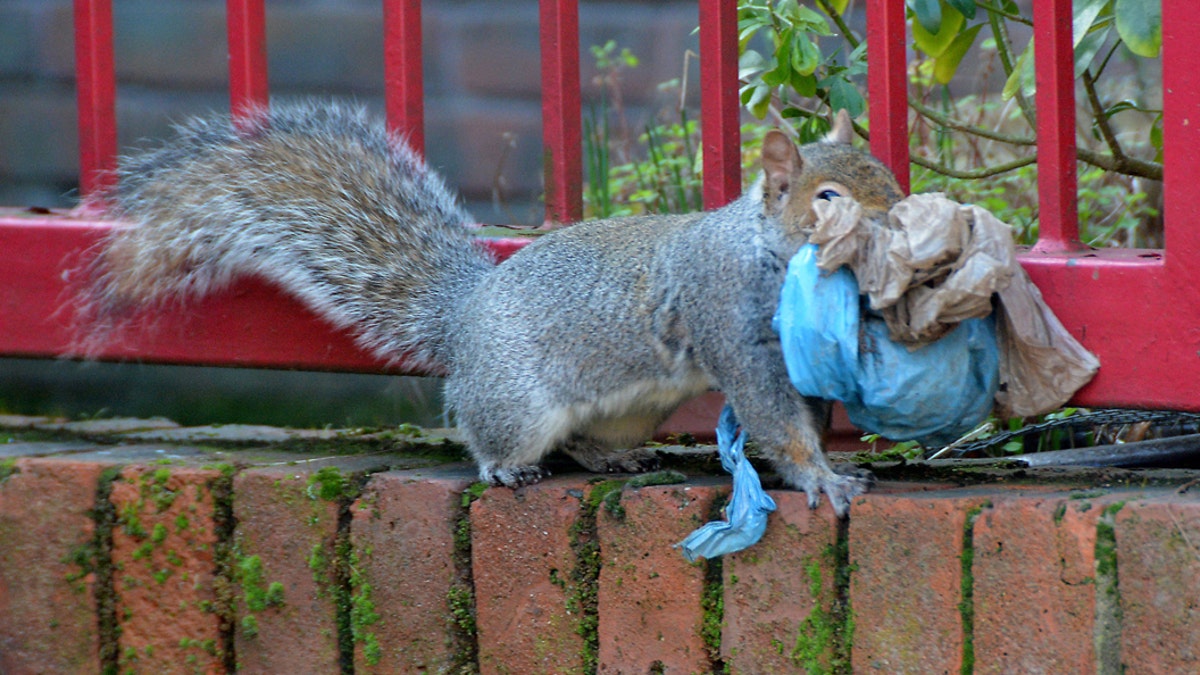 These pictures are believed to be the first evidence of a new phenomenon - of squirrels using plastic bags to build a nest. (Credit: SWNS)