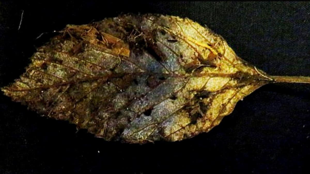 A perfectly-preserved leaf (seen above) that fell from an elm tree 6,000 years ago has been discovered intact.