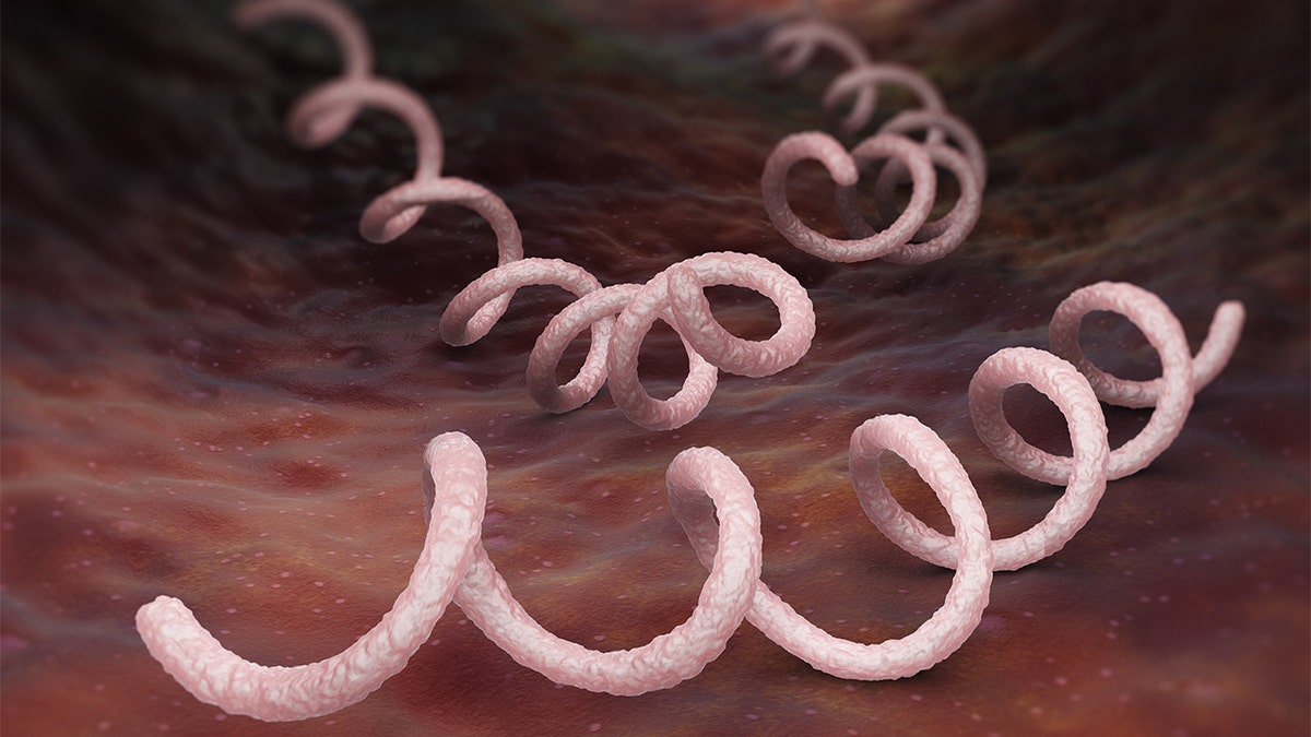 Coiled bacteria in the body