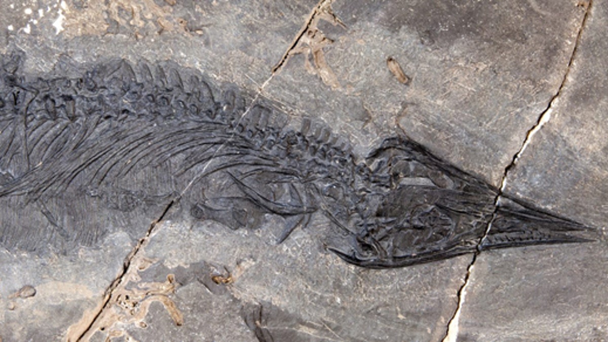 This fossil of Gunakadeit joseeae was found in Southeast Alaska. About two-thirds of the tail had already eroded away when the fossil was discovered. (Credit: University of Alaska Museum of the North)