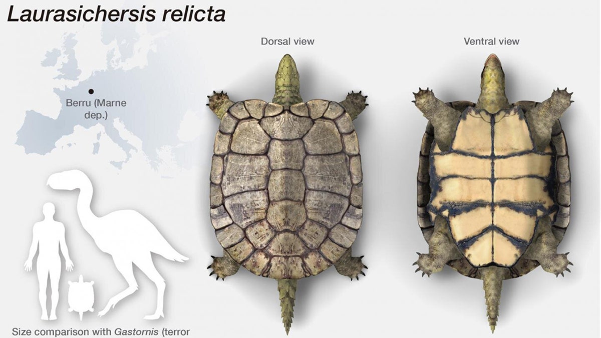Laurasichersis relicta, an extinct turtle genus and species that corresponds to a new form. Credit: José Antonio Peñas, SINC)