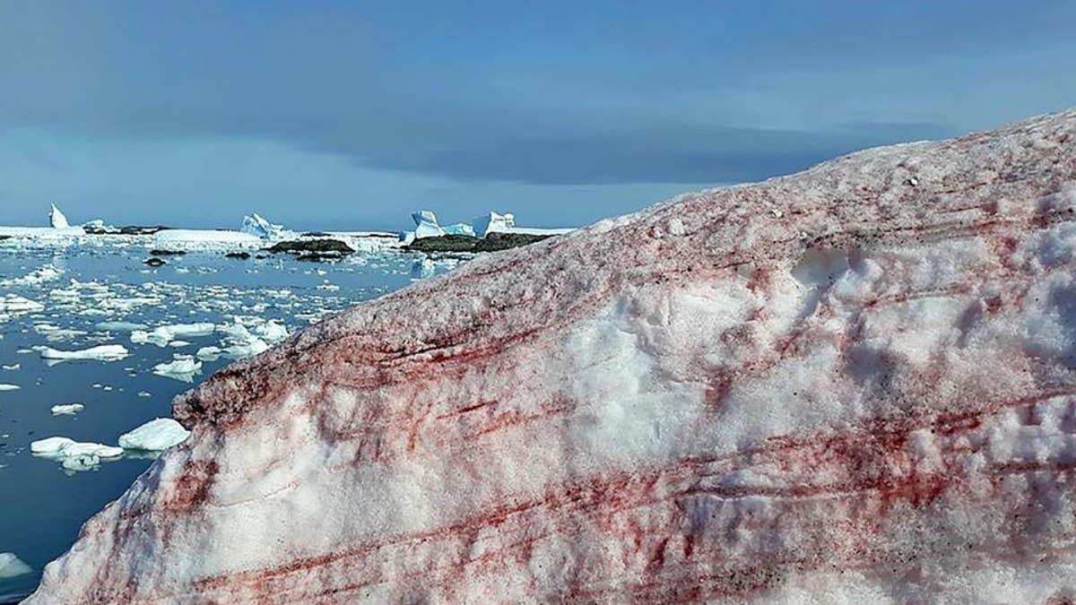 Scientists have photographed amazing images of 'watermelon snow' in Antarctica.