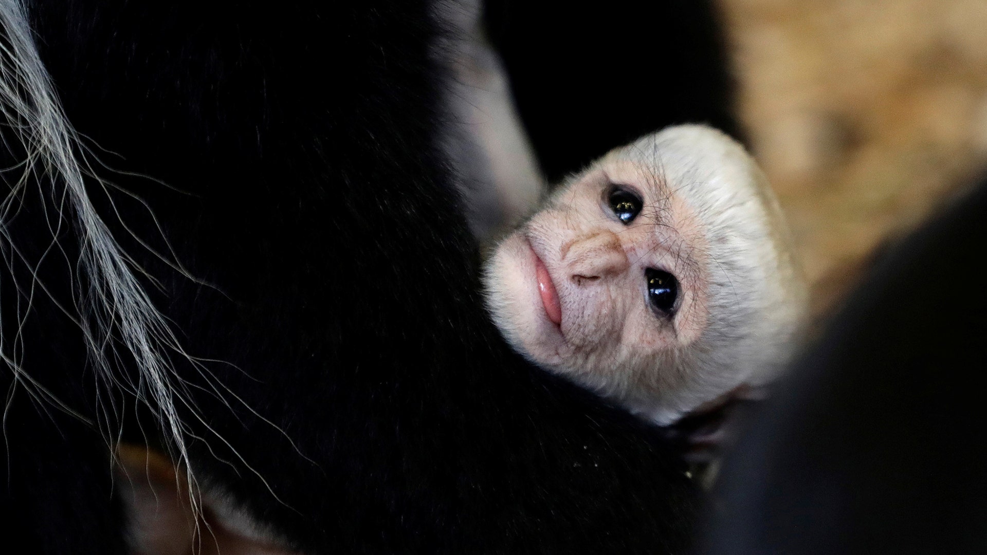 A guereza monkey, Colobus Guereza, holds a newborn baby at the Prague Zoo, Feb. 26 ,2020.