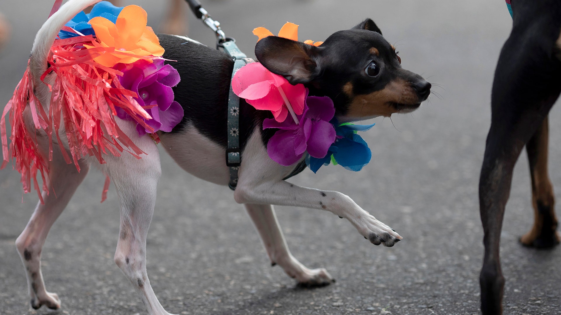 A dog participates in the "Blocao" dog carnival parade along Copacabana beach in Rio de Janeiro, Feb. 16, 2020.