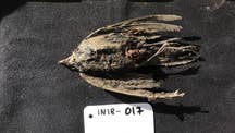 Frozen bird discovered in Siberia is 46,000 years old, scientists discover