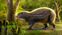 Fossils of prehistoric human-sized rat that weighed nearly 200 pounds and had massive teeth discovered in South America