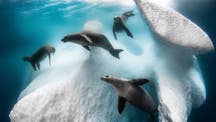 Strange seal 'ballet' underneath Antarctic iceberg revealed in breathtaking photo