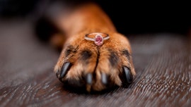 Dog ate South African woman's engagement ring, X-ray shows
