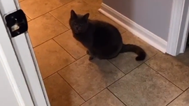 Talking cat asks owner 'Are you coming?' in viral TikTok video