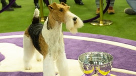 The Westminster Dog Show: What’s the winningest breed in the event’s history?
