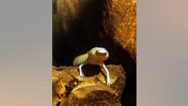 Rare cave salamander remained in same spot for 7 years