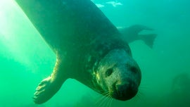 Seals seen clapping underwater as a show of strength