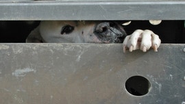 Detroit dogfighting ring shut down; 21 dogs rescued, 1 suspect arrested