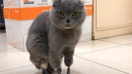 Frostbitten cat gets new lease on life thanks to titanium paws
