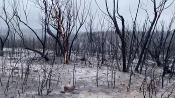 Australia rain may put out remaining wildfires in New South Wales by end of week after recent deluge