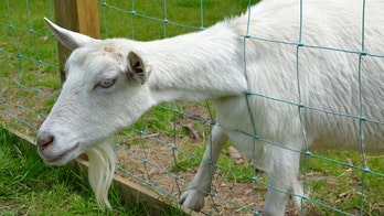 Canada police called to investigate screaming child, turns out to be crying goat