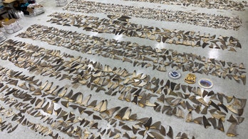 Roughly 1,400 pounds of shark fins seized in Florida