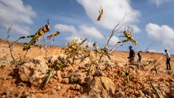 Locust outbreak devastating East Africa hits South Sudan