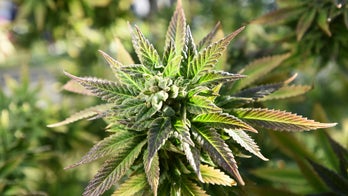 ‘How to roll a joint’ Google searches spike in NJ after marijuana legalized