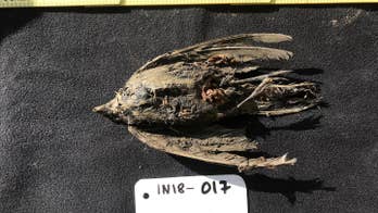 Frozen bird discovered in Siberia is 46,000 years old, scientists discover