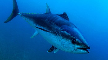 Virginia fisherman likely shatters state's bluefin record with 708-pound catch: 'So blessed and lucky'