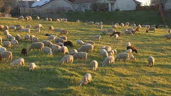 California towns deploy sheep, goats to reduce wildfire risk amid dry February