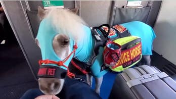 Woman brings mini service horse on American Airlines flights as DOT considers ban