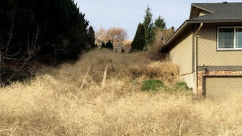 Washington home buried under 15-foot mountain of tumbleweed