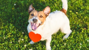 Pet dating site ‘Pinder’ helps animals find love, friendship