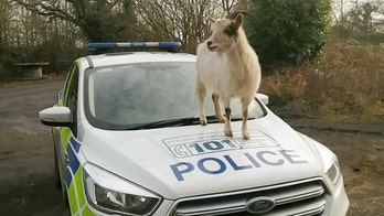 Cheeky goat hops onto hood of police car, cops snap bizarre photo