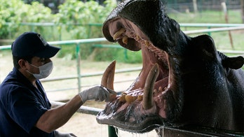Drug lord Pablo Escobar's hippos have become an invasive species, befouling lakes: study